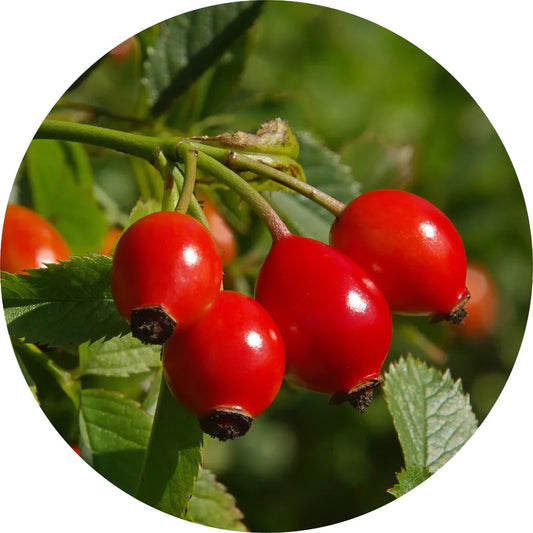 Wild Rosehips Carrier Oil
